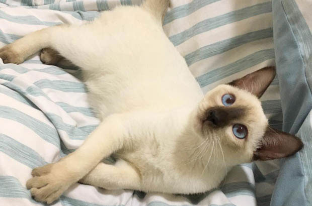 Philip’s Journey: A Siamese Cat’s Triumph Over Adversity