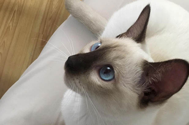 Philip: The Extraordinary Siamese Redefining Feline Companionship