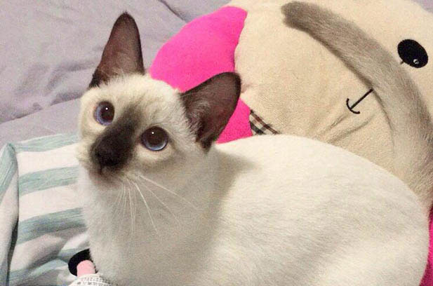 Philip: The Siamese Who Stole My Heart and Transformed My Life
