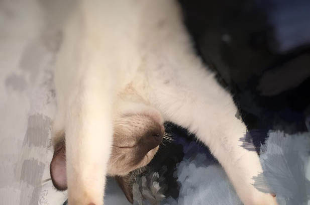 Li Zi and Tuan Tuan: The Quirky Chronicles of a Siamese and a British Shorthair