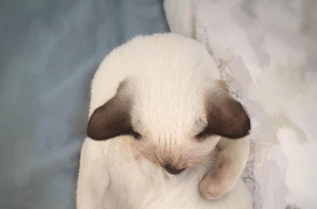 The Enchanting World of Siamese Cats: A Blend of Monkey-like Energy and Dog-like Devotion
