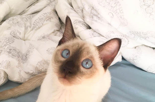 The Allure of Siamese Cats: Affection, Vitality, and a Touch of Drama