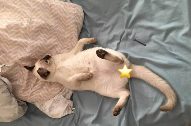 Debunking Breed Myths: Why Every Cat Deserves a Home, Regardless of Pedigree