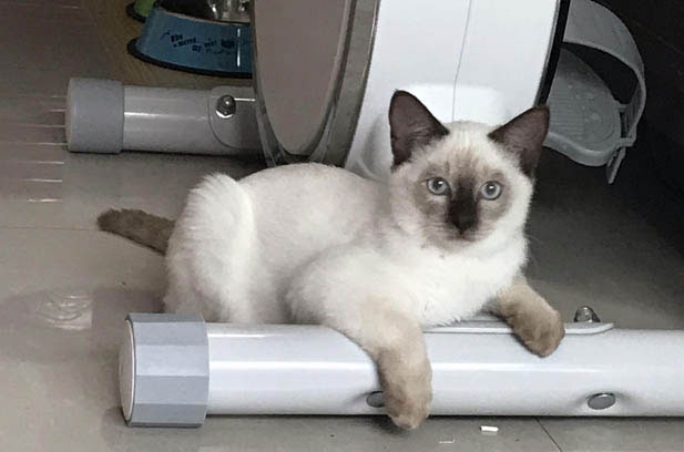 The Irresistible Charm of Siamese Cats: A Bundle of Energy and Affection