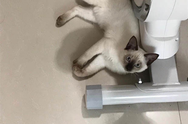 Siamese vs. Ragdoll: A Comparative Exploration of Two Beloved Feline Breeds