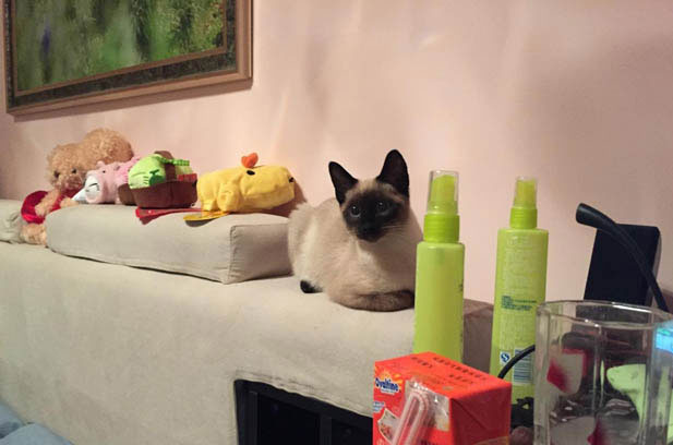 The Whimsical World of Feline Companions: Debunking Myths and Embracing Individuality