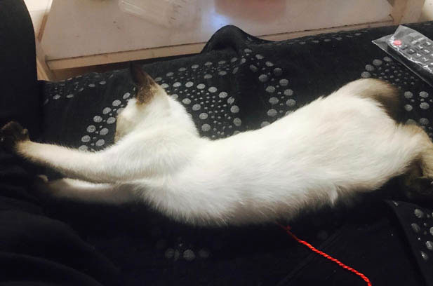 The Magic of Feline Fate: My Journey with a Playful Ragdoll and the Wisdom of Choosing a Cat