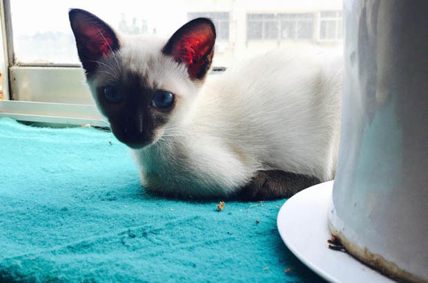 The Dichotomy of Feline Personalities: Short-Haired Dynamos vs. Long-Haired Serenades