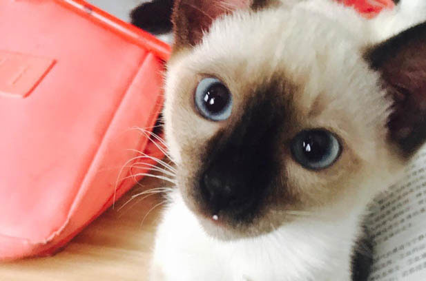 Baozi the Siamese: Defying Stereotypes with Fluff and Flair