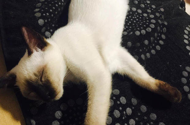 A Cat’s Rescue Story: Hope and Healing During a Pandemic