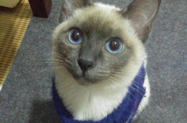 Mr. Philip: The Gentle Siamese Who Redefined Feline Affection