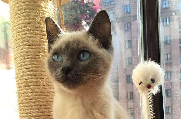 Chestnut and Tuanzi: A Tale of Two Feline Personalities