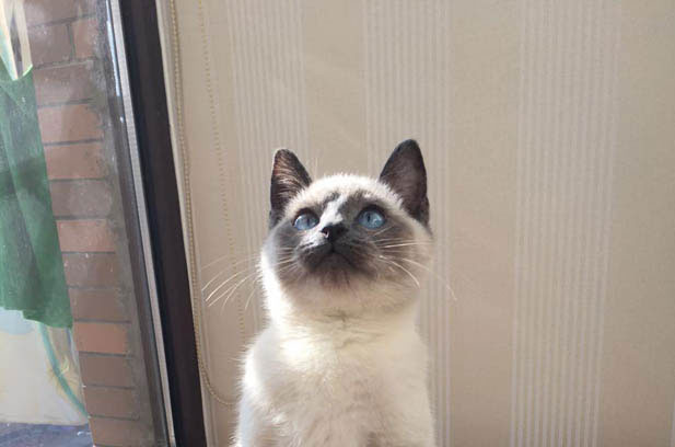 Siamese Cats: The Feline Dynamos Defying Expectations
