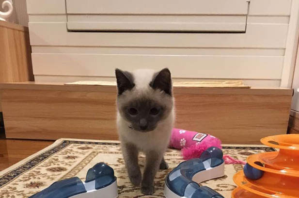 The Irresistible Allure of Siamese Cats: A Perfect Blend of Energy and Affection
