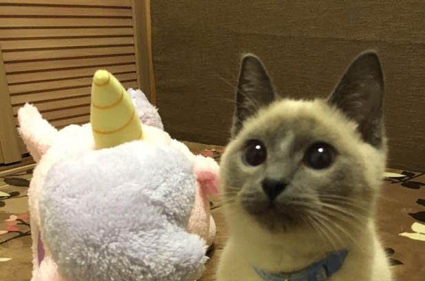 Siamese vs. Ragdoll: A Furry Showdown of Personalities and Practicalities