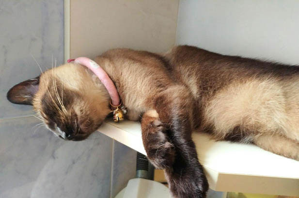 The Quirks and Charms of Feline Companions: A Deep Dive into Ragdoll Personalities