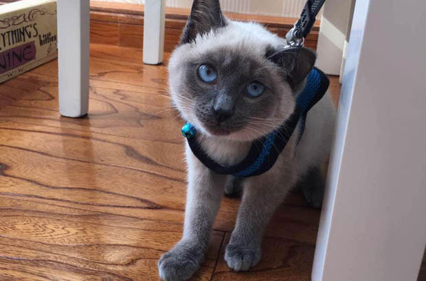 The Enchanting Tale of My Ragdoll: A Journey of Serendipity and Feline Charms