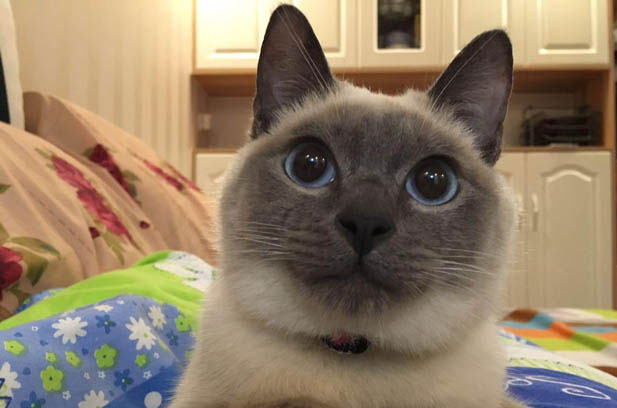 Unraveling the Mysteries of Feline Personalities: Short-Haired Dynamos vs. Long-Haired Dreamers