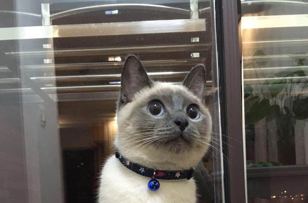 Garfield and Siamese: A Tale of Two Feline Extremes