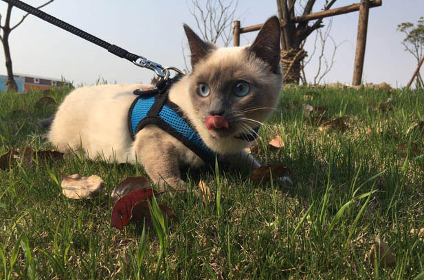 Mimi: The Tiny Siamese Who Conquered Our Hearts