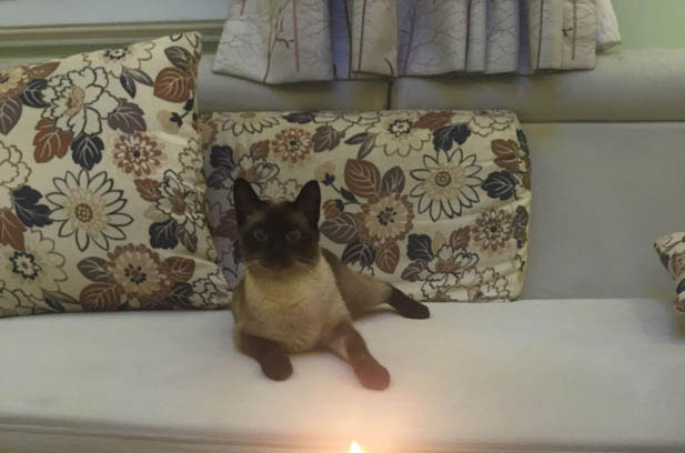 The Not-So-Purrfect Side of Ragdolls: Navigating the Challenges of Owning a Beloved Feline