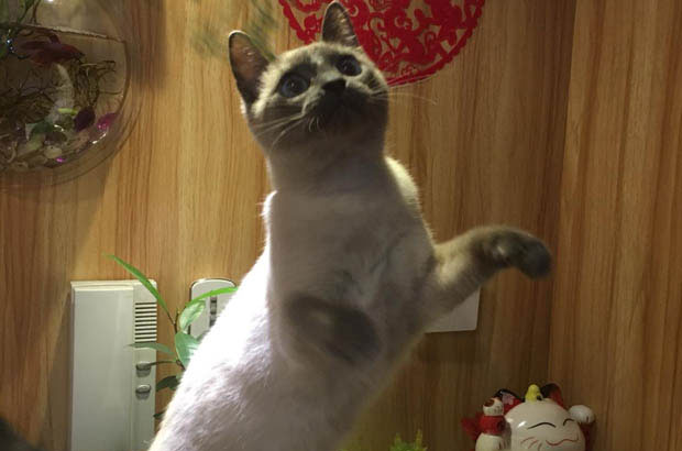 Choosing Between Siamese and Ragdoll: Debunking Myths and Following Your Heart