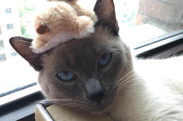 The Contrasting Personalities of My Siamese Cats: A Tale of Two Feline Souls
