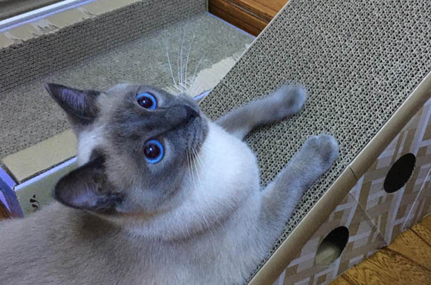 My Beloved Black Panther: The Charm of My All-Black Siamese
