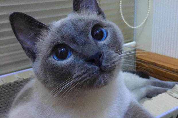 My Blue Tabby Siamese: A Story of Serendipity and Unwavering Devotion