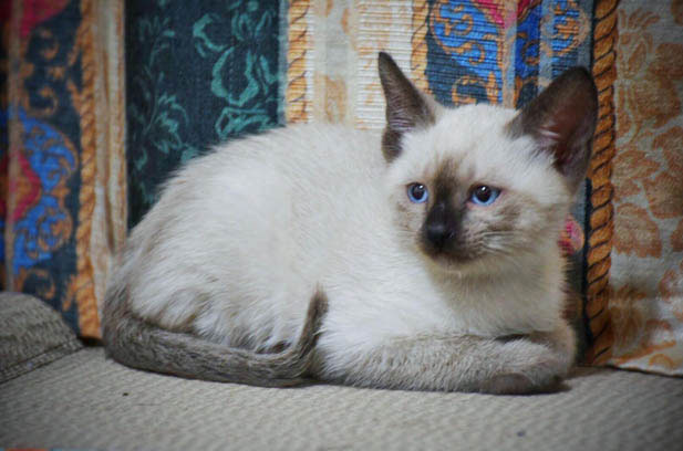 The Realities of Ragdoll Ownership: A Solo Owner’s Perspective