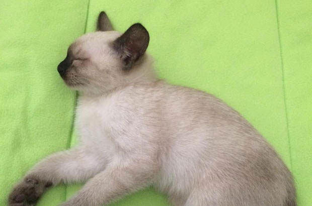 Debunking the “Perfect Beginner Cat” Myth: A Holistic Approach to Feline Companionship