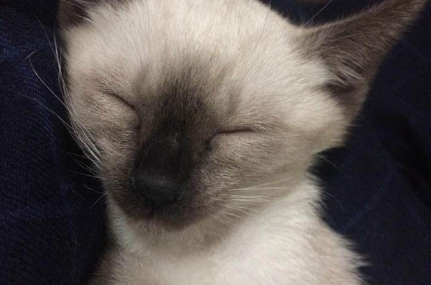 The High-Energy Houdini and the Chilled-out Charmer: My Dual Feline Experience