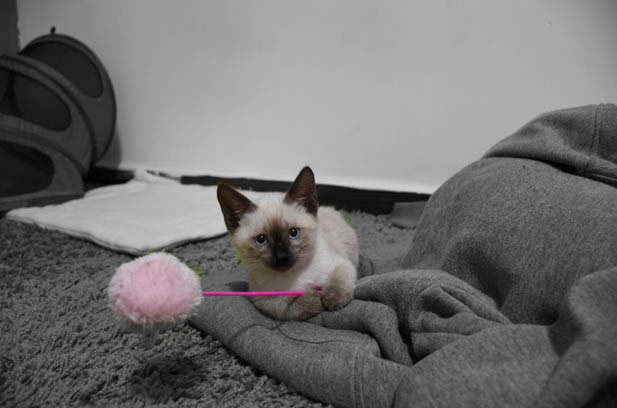 My Energetic Ragdoll: A Bundle of Fur and Fun