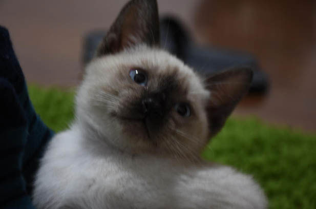 Why Ragdolls Are the Epitome of Feline Perfection