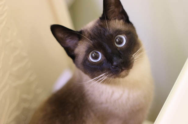 The Enigmatic Transformation of Siamese Cats: From Snow White to Shadow Panther