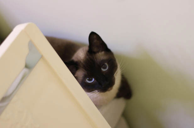 The Adorable “Blur” of My Siamese Kitten: Embracing the Chaos and Charm