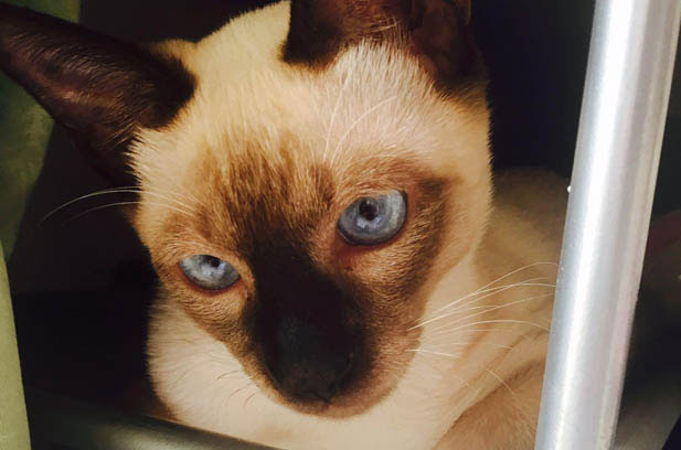 Siamese Cats: A Symphony of Intelligence and Vocal Expressions