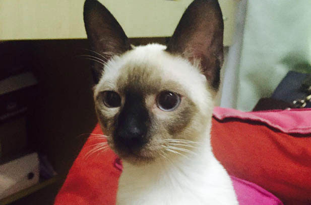 My Quirky Siamese: A Lovable Mishap in Fur