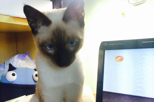 Choosing a Cat: Follow Your Heart, Trust Your Bond