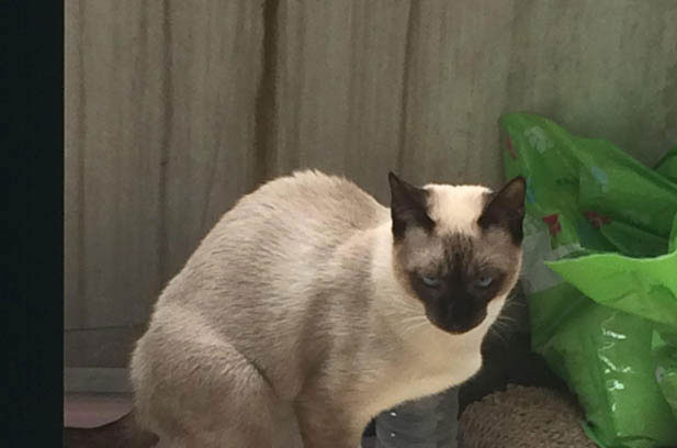 Ragdoll vs. Siamese: Why the Fluffy Royalty Steals the Show