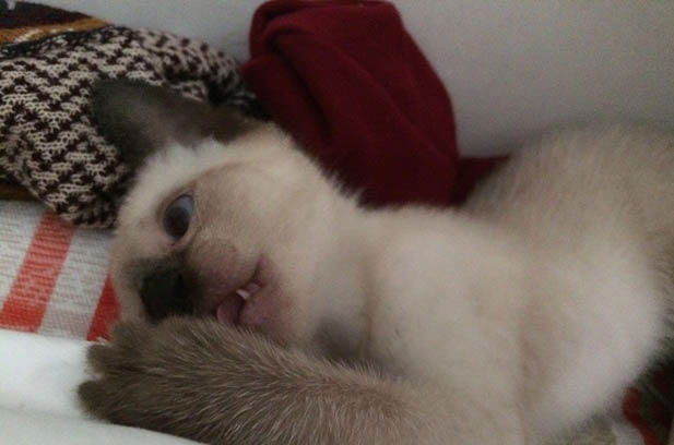 Why Siamese Cats Shine: A Feline Marvel Worth Every Meow