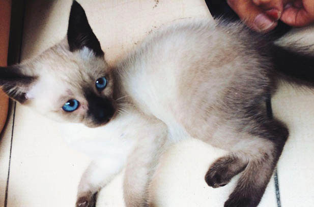 The Anticipated Arrival of Feline Companions: A Journey of Planning and Patience