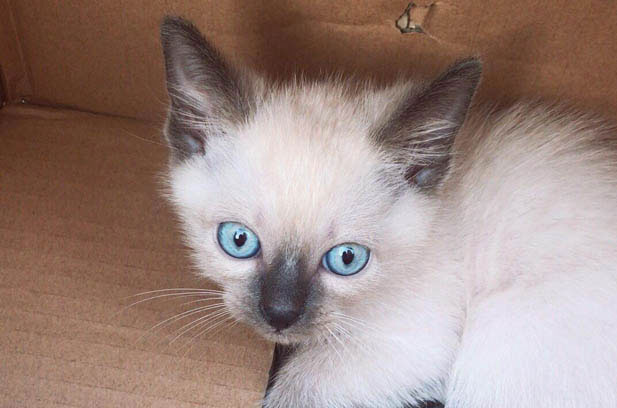 The Dynamic Duo: My Siamese and Silver Shaded British Shorthair Companions