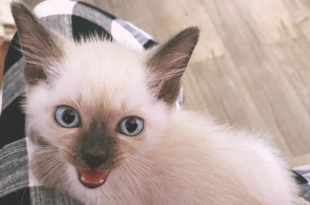 The Adventures of My Siamese Duo: Chaos, Cuteness, and the Unbreakable Bond