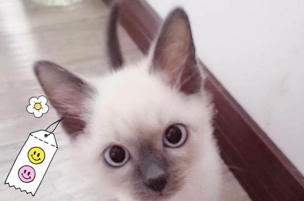 The Whimsical Tale of My Feline “Child Bride”: From Anticipation to Unconventional Bond