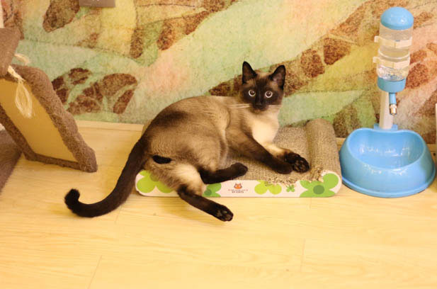 The Enchanting World of Siamese Cats: A Personal Journey of Love and Companionship