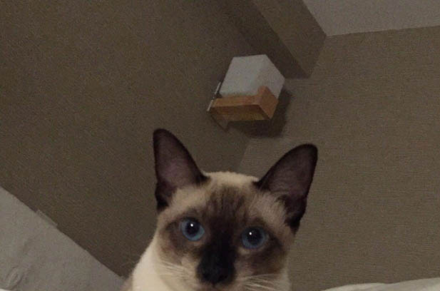 The Journey of Bringing a Cat Home: From Dorm Conflict to Family Beloved
