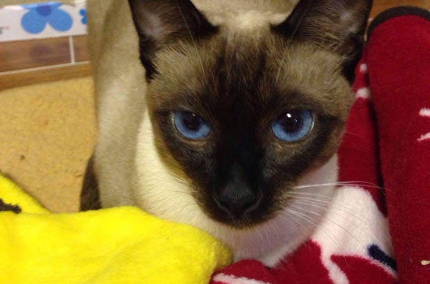 Er Ye: The Quirky Cat Who Thinks He’s a Dog